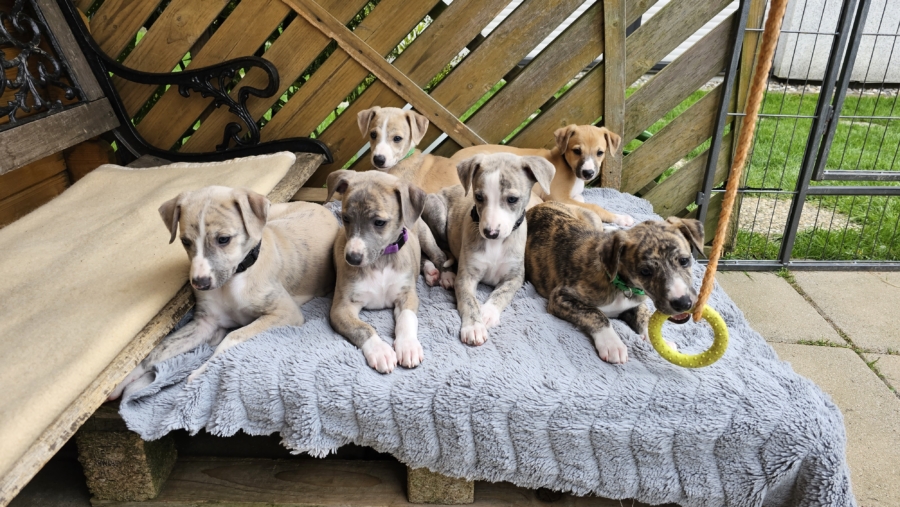 Welpen der Hunderasse Whippet