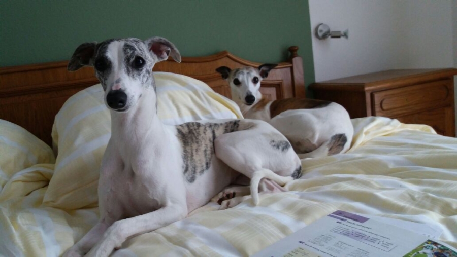 A-Wurf unserer Whippets
