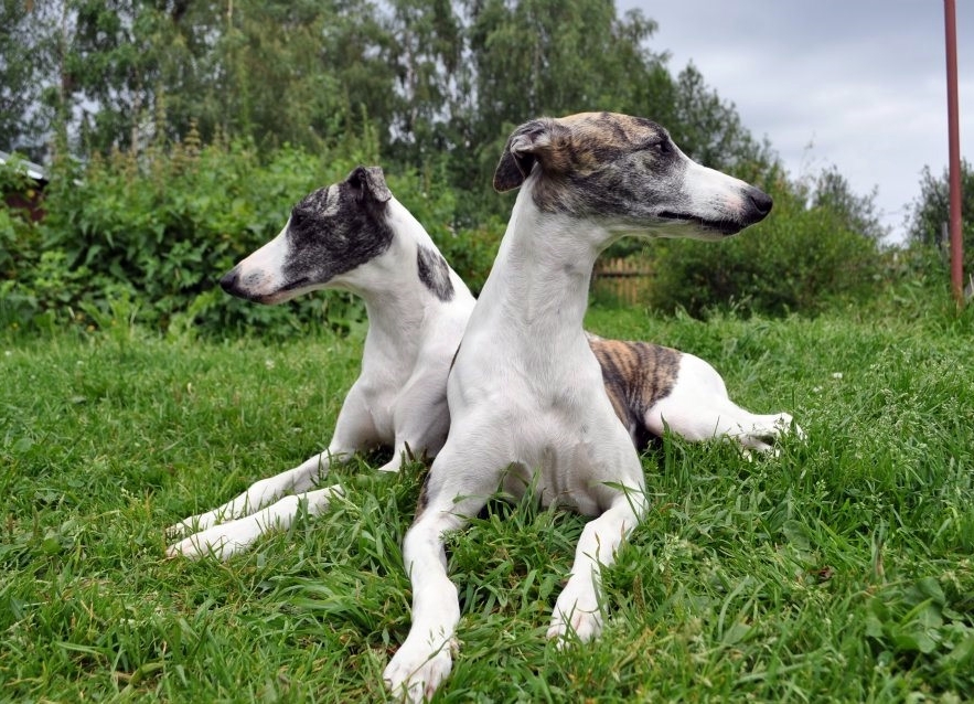 Whippet-Paar