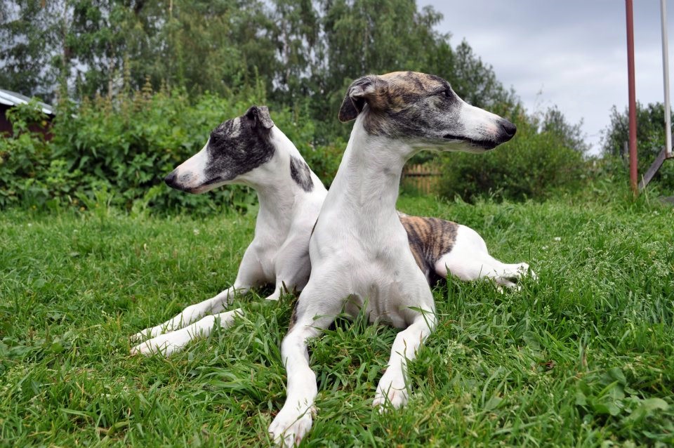 whippet.paar Whippet-Paar